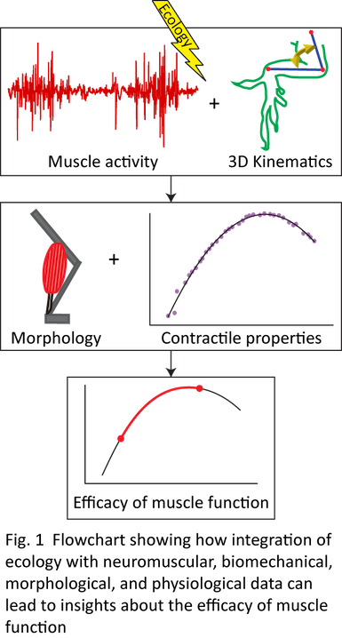 flowchart