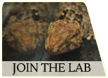 Join the Lab